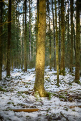 Fototapeta premium dark gloomy late autumn winter forest trees