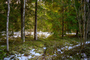 Fototapeta premium dark gloomy late autumn winter forest trees