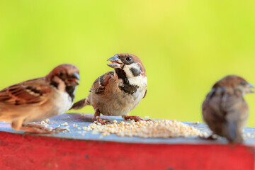 	
The Eurasian tree sparrow (Passer montanus) animal closeup. Burung gereja eurasia - obrazy, fototapety, plakaty