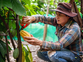 Cocoa farmer use pruning shears to cut the cacao pods or fruit ripe yellow cacao from the cacao tree. Harvest the agricultural cocoa business produces.