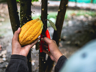 Close-up hands of a cocoa farmer use pruning shears to cut the cacao pods or fruit ripe yellow cacao from the cacao tree. Harvest the agricultural cocoa business produces.