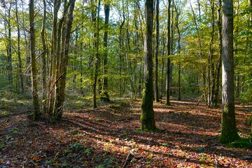 Vue sur un paysage forestier par une belle journée d'automne ensoleillée
