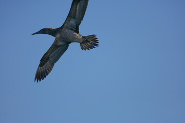 Gabbiano in volo ad ali spiegate con cielo azzurro senza nuvole