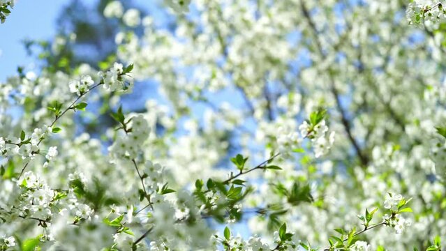 Spring background of white cherry tree blossom. Slow motion
