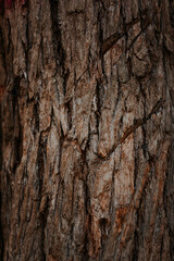Obraz premium Vertical close-up of a cracked tree bark texture