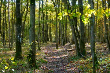 Chemin de balade en forêt par une belle journée d'automne ensoleillée