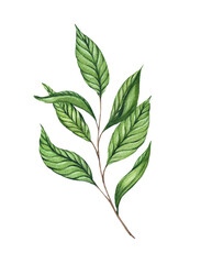 Watercolor illustration with green tea branch isolated on white background. Tea leaves and stem. Asian and Indian medicinal plant. Traditional hot drink, black, green and white tea. Packaging design.