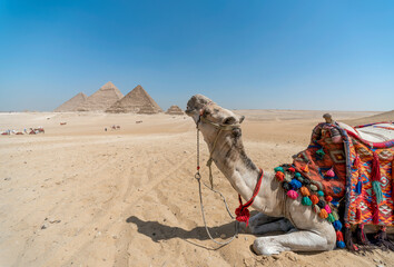 camel in the Egyptian desert near the pyramids in Luxor