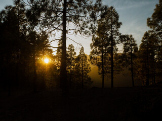 Sunset in the woods in Canarias