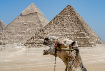 camel in the Egyptian desert near the pyramids in Luxor