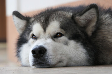 A dog of the Malamute breed lies resting. Close-up of a dog's muzzle