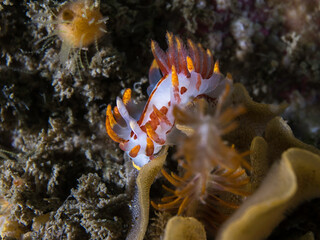 A Fiery nudibranch (Okenia amoenula) on the reef underwater