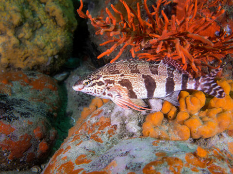 A Barred fingerfin (Cheilodactylus pixi) perched on the vibrant reef