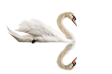 Swan Floating on a Pond isolated on transparent background
