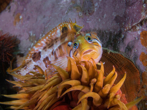 A Speckled klipfish (Clinus venustris) sitting on a sea anemone facing the camera