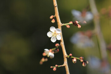 春を待つ梅の蕾（トヤデノタカシダレ）
