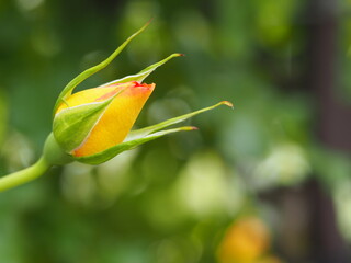 ローズガーデン　バラ　サハラ′98