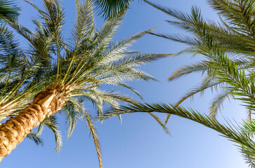 tropical background fresh palm branches