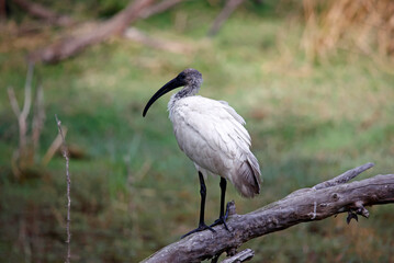 Juvenile black headed ibis fishing in a pond