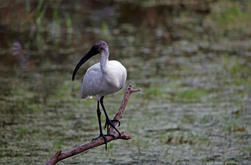Juvenile black headed ibis fishing in a pond