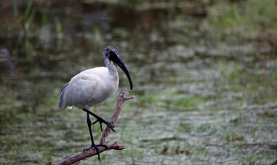 Juvenile black headed ibis fishing in a pond