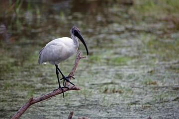 Juvenile black headed ibis fishing in a pond