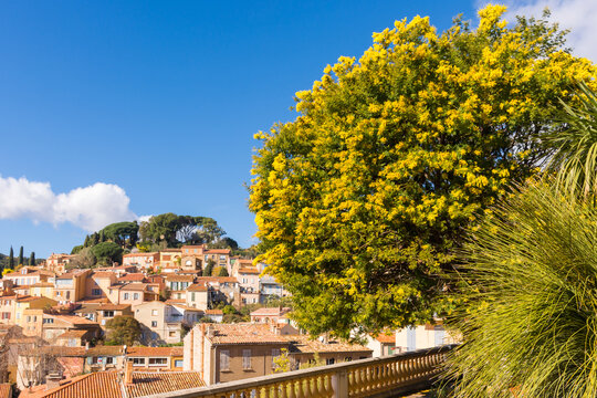 Scenic view of the small village of Bormes les Mimosas in south of France with yellow mimosas blooming under warm winter sunlight
