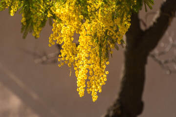 Close-up view of yellow mimosa blooming in winter in south of France
