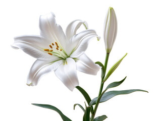 a white lily with green leaves