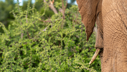 Elephant in the bush, Addo Elephant National Park, South Africa