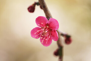 春を告げる紅梅の花（ベニチドリ）