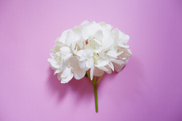Beautiful white hydrangea flower on pink background. Early summer flower background. 