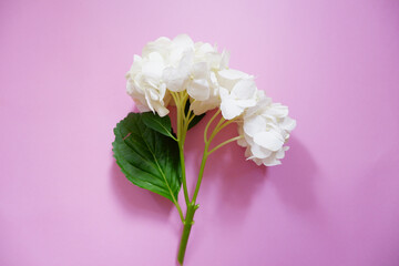 Beautiful white hydrangea flower on pink background. Early summer flower background. 