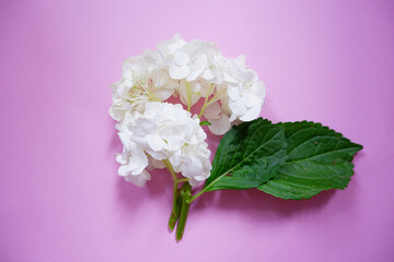 Beautiful white hydrangea flower on pink background. Early summer flower background. 