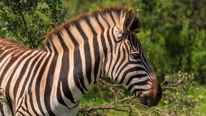 Fototapeta na wymiar Closeup encounter with a zebra, Addo Elephant National Park, South Africa