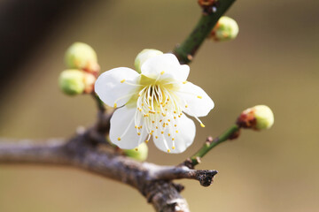 白い梅の花（ツキノカツラ）