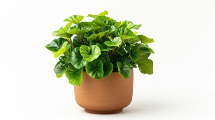 A potted plant with green leaves. Suitable for home decor or botanical designs