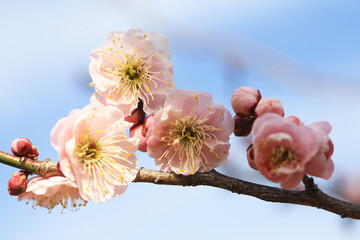 青空に映える梅の花（コキョウノニシキ）