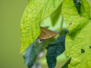 Brown Hairstreak Butterfly Resting on a Leaf