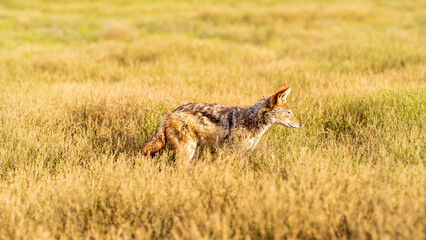 Jackal hunting in the meadow late in the evening, Addo Elephant National Park, South Africa