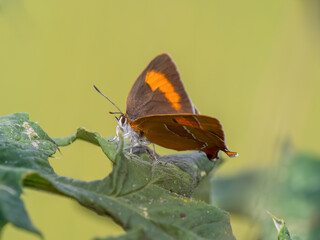 Brown Hairstreak Butterfly Resting on a Leaf