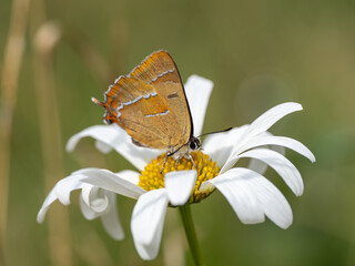 Brown Hairstreak Butterfly on Ox-eye Daisy