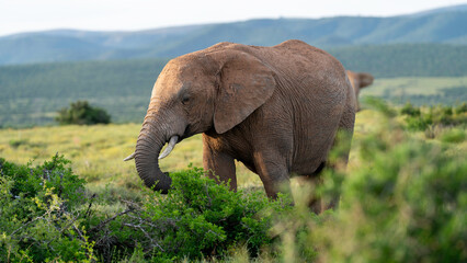 Beautiful elephant feeding in the bush, Addo Elephant National Park, South Africa