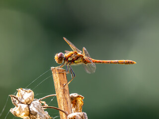 Common Darter Resting on a Plant