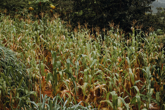 Plantação agroecológica de milho em Minas Gerais, Brasil