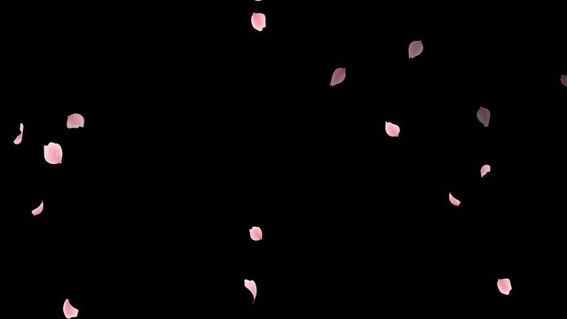Falling pink petals. Sakura in spring. rose petals.transparent background.loop video.(079)