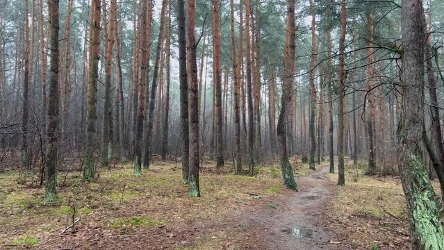 Rainy and foggy forest in warm winter, trees in the forest