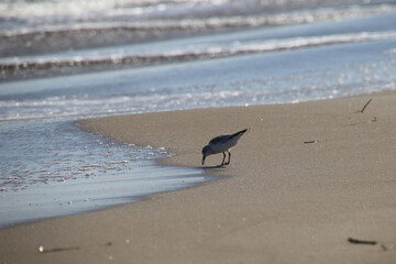bird on the seashore