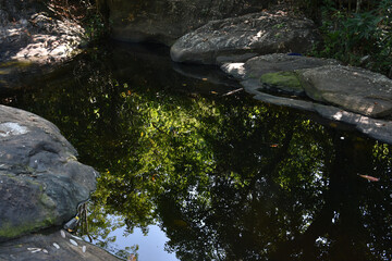 stream in the forest