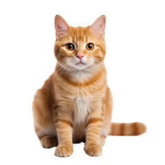 Obraz premium cute ginger cat sitting and looking at the camera ,isolated on white background